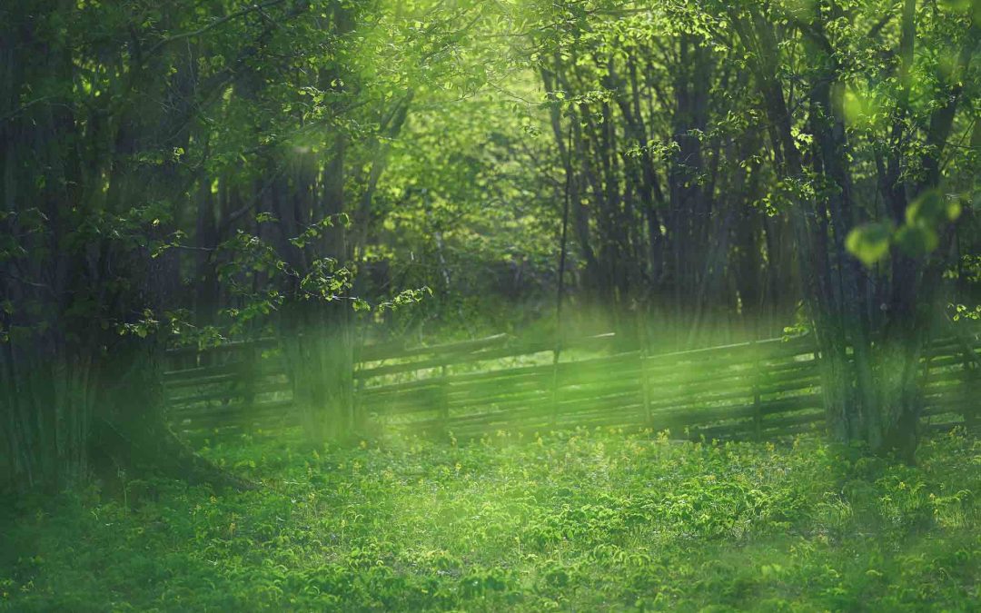 Ängsö Nationalpark