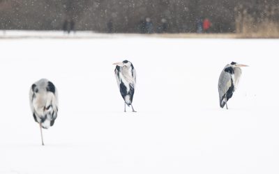 Råstasjön