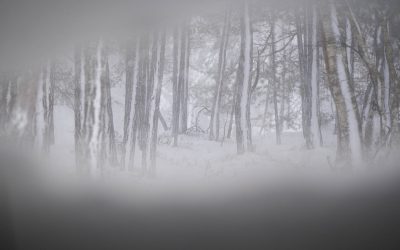Insnöade