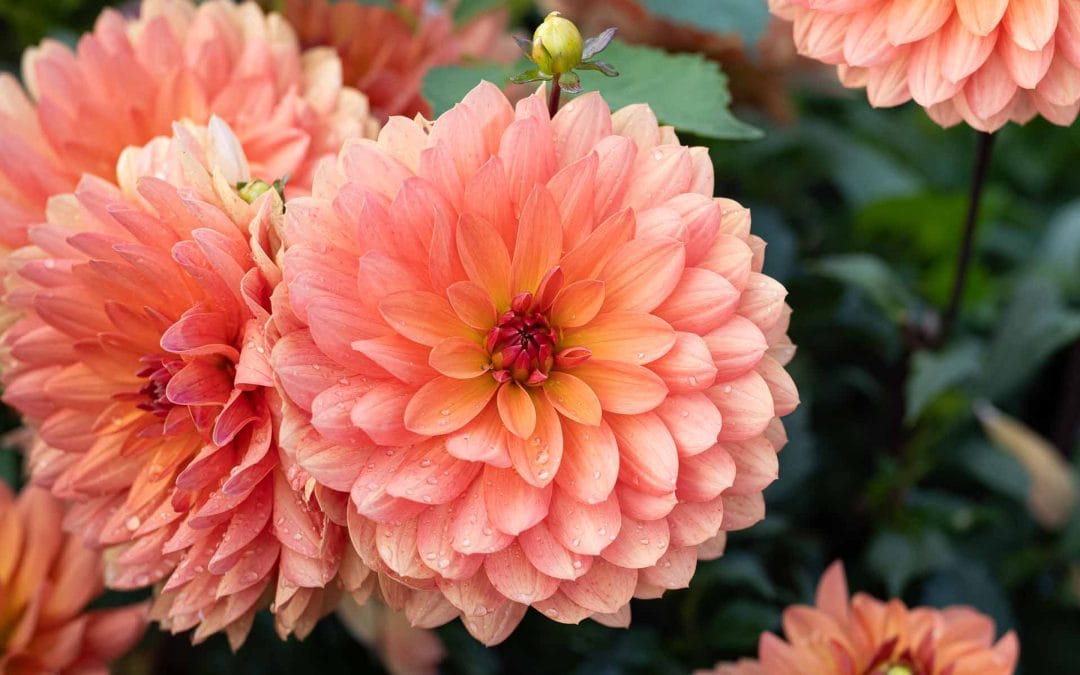 Dahlior