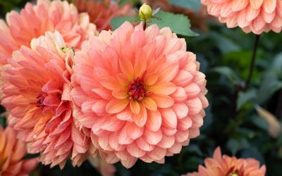 Dahlior