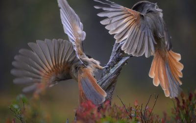 Fulufjällets nationalpark