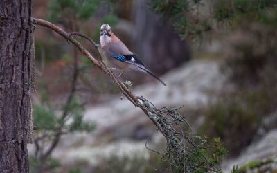 En liten del av naturen utanför mitt fönster