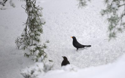 En liten del av naturen utanför mitt fönster II