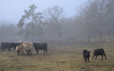 Björnö natur och kossor