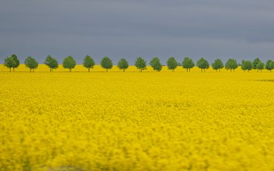 Österlen i vårens färgprakt från äppelblom till Ale stenar